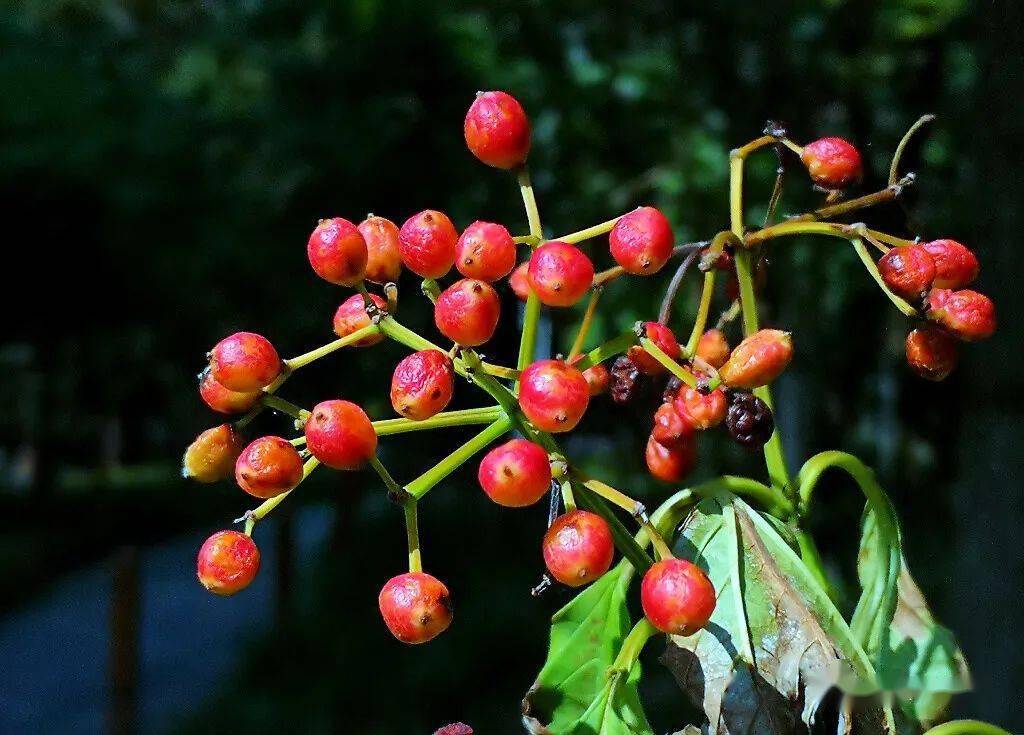 天目琼花春天里很吸引人秋天结得果实也挺耐看的暴马丁香/西海菩提结