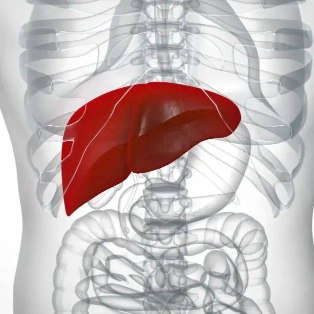 “毁肝”的4个诱因，你中了几个？坚持做到这几点，轻松逆转脂肪肝！_肝脏