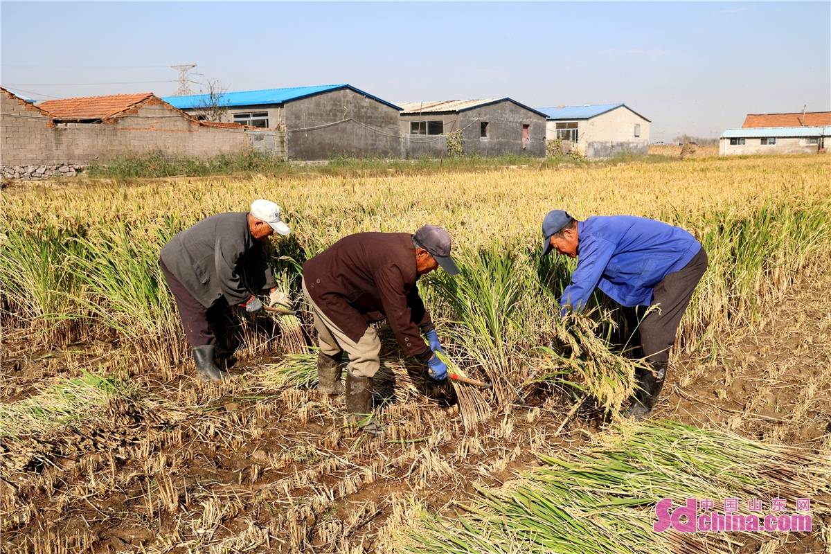 山东青岛:乡亲们挥汗如雨割水稻 颗粒归仓保丰收