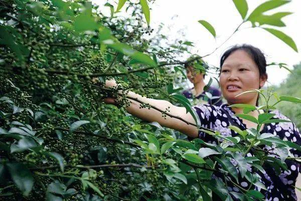 重庆江津一粒花椒诠释绿水青山就是金山银山