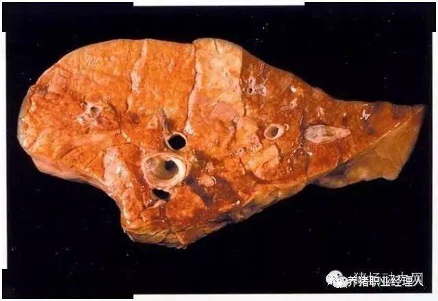 猪心肺疾病解剖图你认识多少