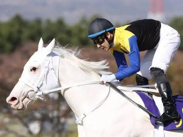 白马|世界最强，马中妲己！日本一本白马写真力压明星夺得销售榜第三名？看完后我理解了…