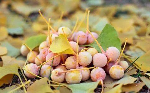 白果毒性以绿色的胚最剧,种仁中含有微量的氰甙,多食后易发生急性中毒