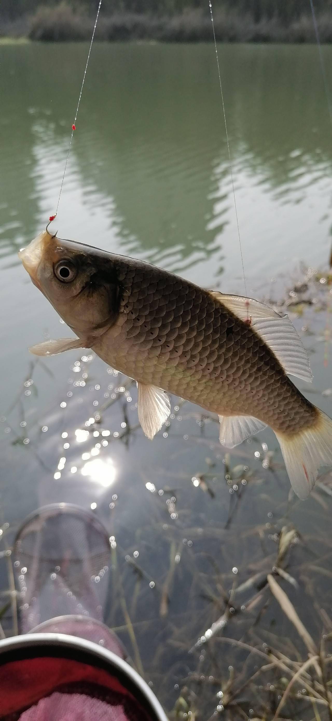 「十周年」用捡来的老坛玉米打窝,野河里竟然狂连鲫鱼爆护了