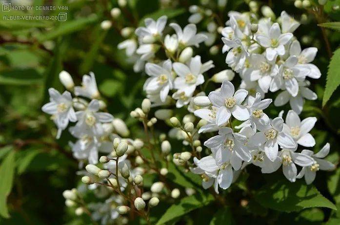 每日一花 | 冰生溲疏:奶白色花瓣上带着红色花边