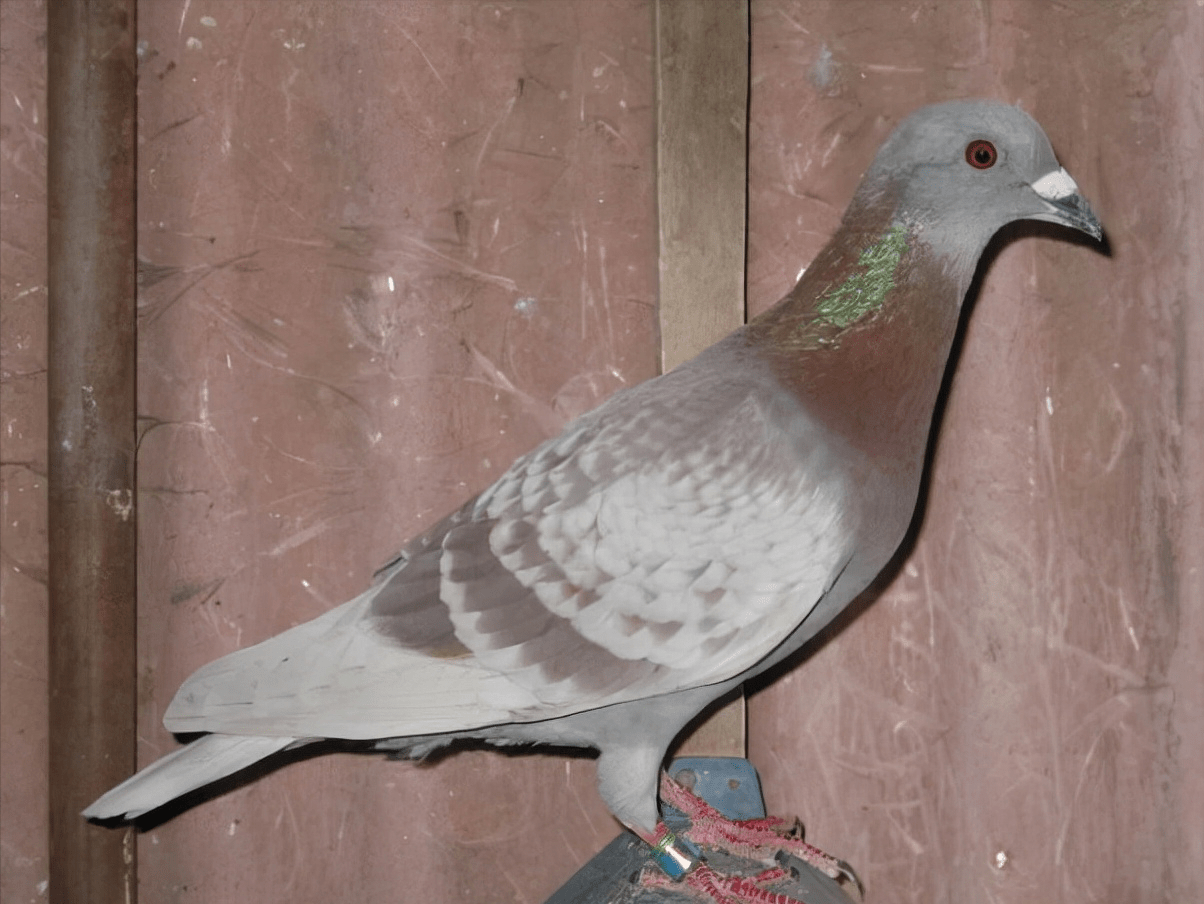 红鱼鳞鸽子图片图片