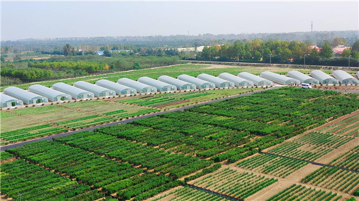 800多家企业6000多个蔬菜品种开在田间的博览会将在郑州惠济启幕