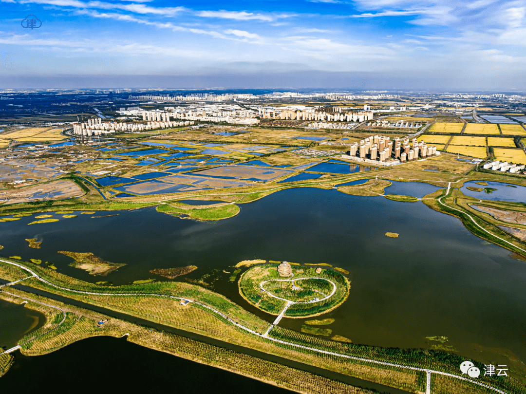 天津这片"网红"打卡地,秋天画出了绿色!_津南区
