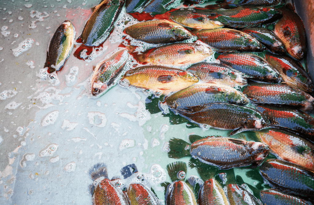 爆发|79人感染7人死亡！致命病菌爆发！厦门人，最近吃鱼要小心！