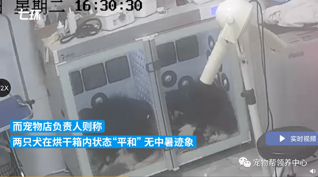 比较便宜的宠物烘干箱 0c40058cbc9b4c99835553f600ebbd45.png