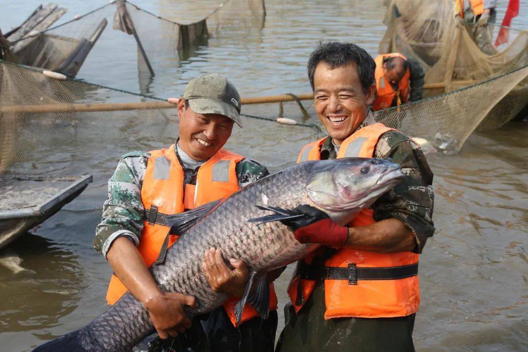 渔民许治林,今年已74岁,与鱼打了一辈子交道,深韵洞庭渔文化的他表示