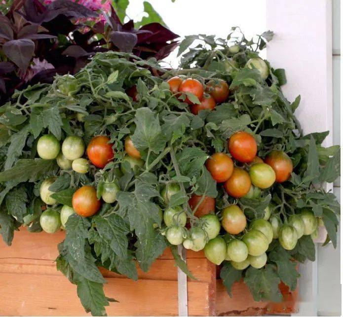 家庭百蔬园 | 教您种好矮生番茄_cm