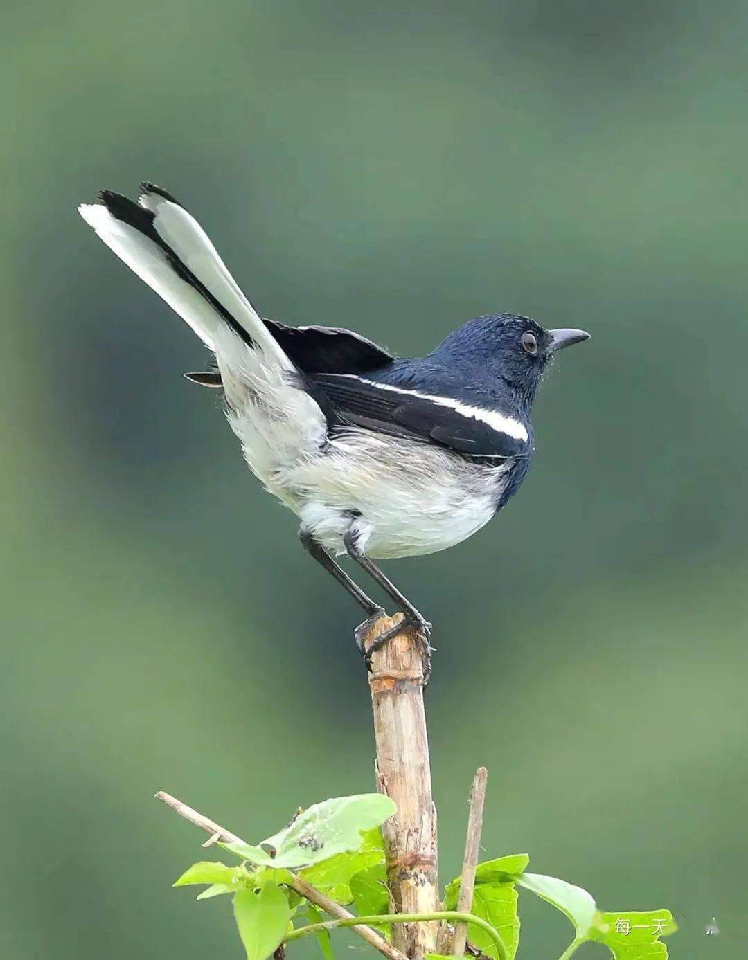 气质不俗的白腰鹊鸲 2020-12-18北红尾鸲靓影 2018-02-25生活图记