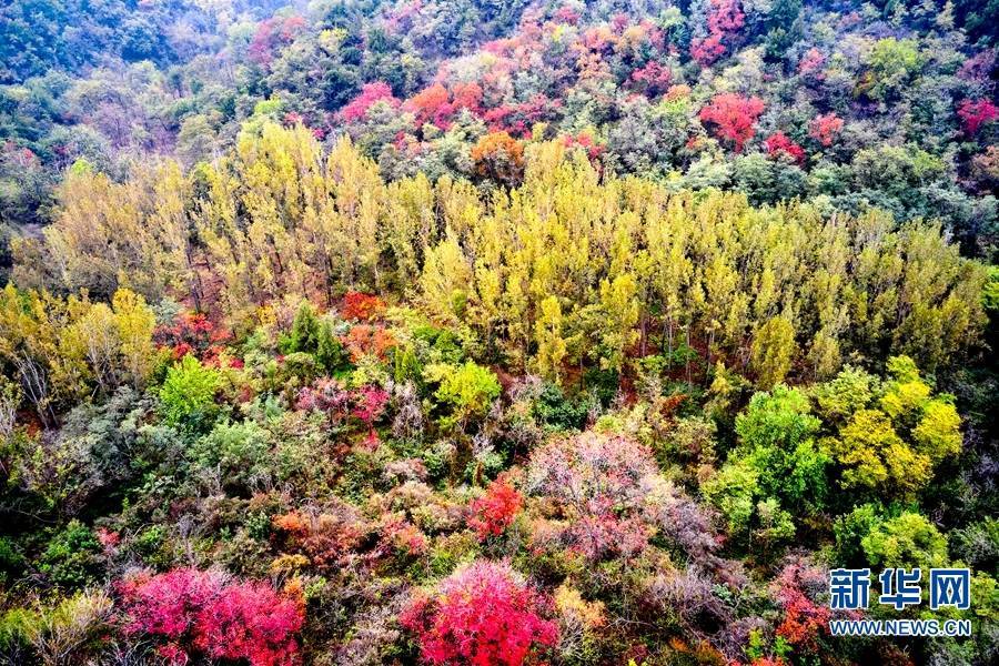 绿荫|河南济源：秋染南山 色彩斑斓