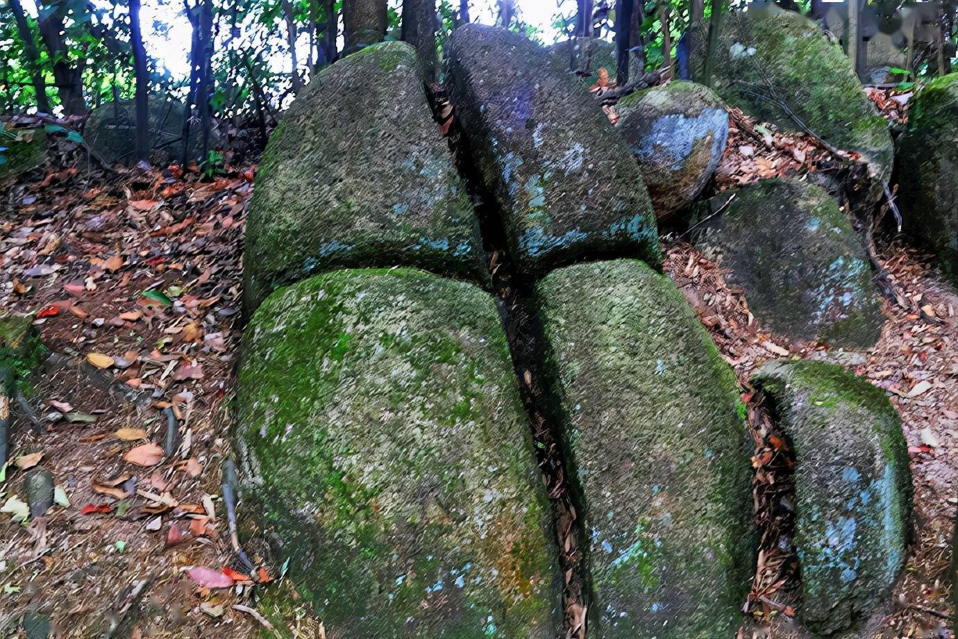 "上也有缝的石蛋后,强大的根系不断生长,把裂缝撑得更大,是谓根劈作用