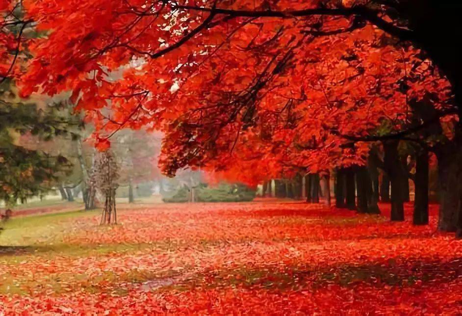 青年镇的千亩红枫林红了美极了无需门票