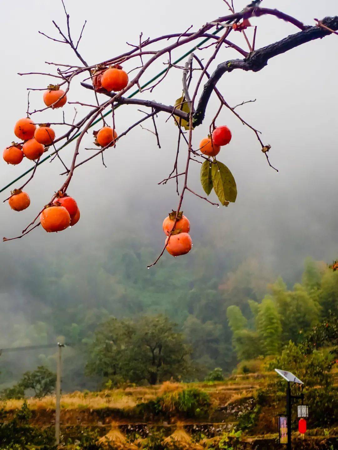 喜"柿"连连,事事如意._柿子