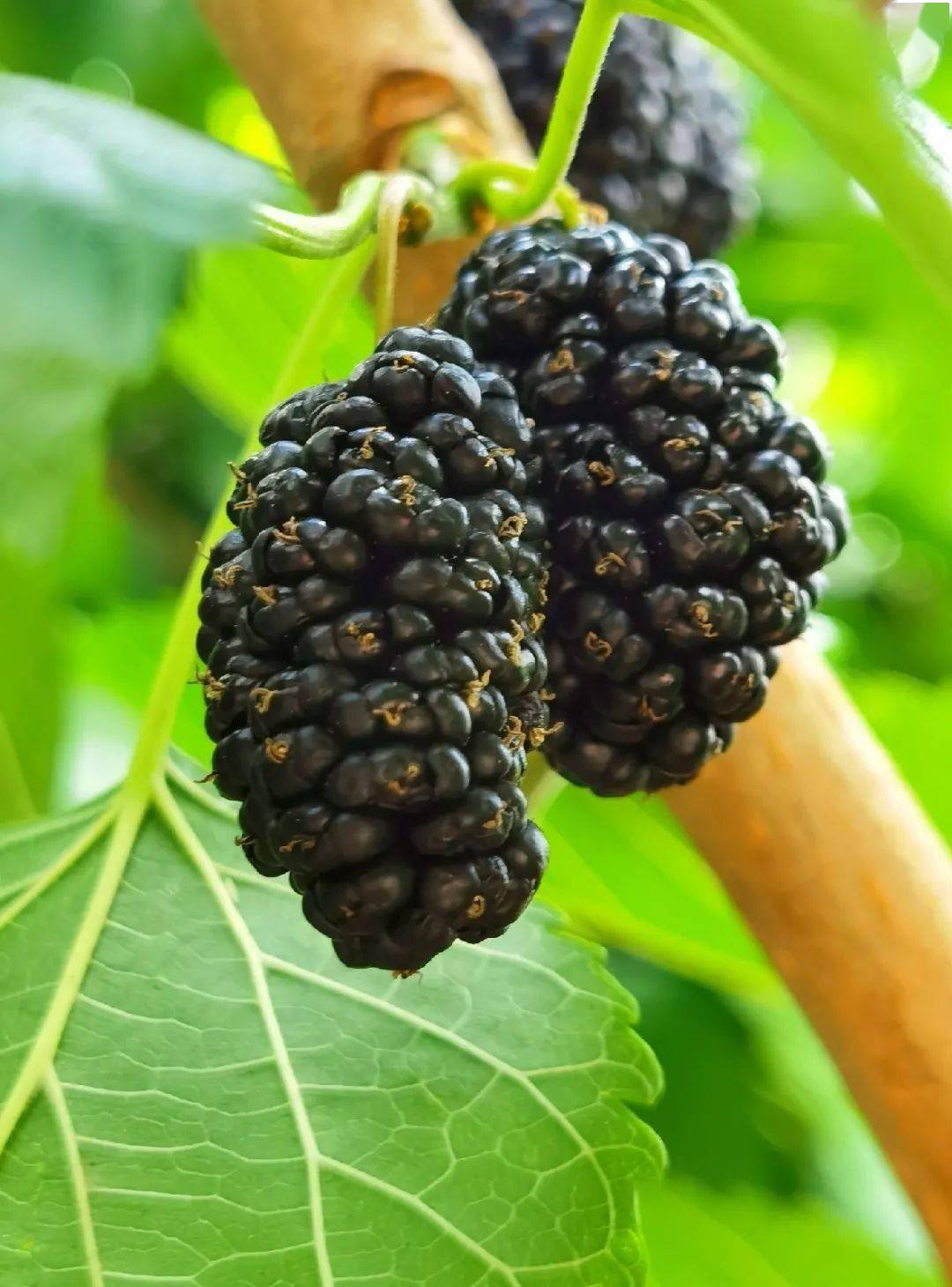 桑蚕茧盐边桑葚盐边西瓜盐边油底肉丁锐/摄"成渝潮流地标top50"榜单