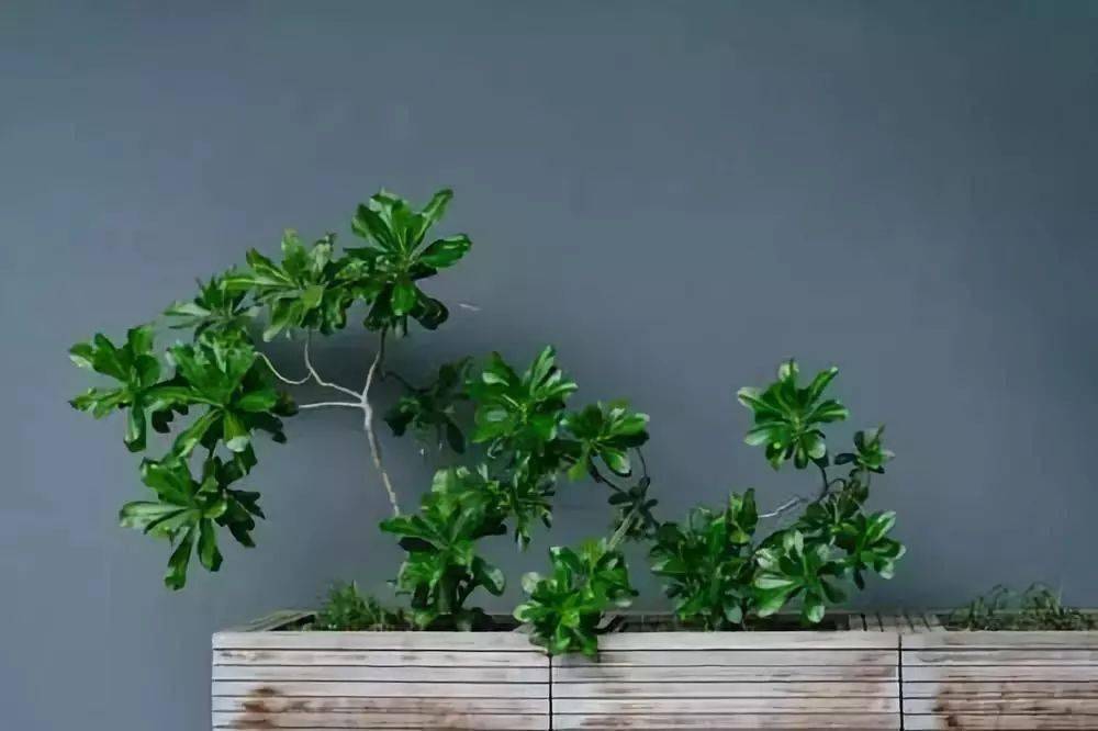 plant displays
