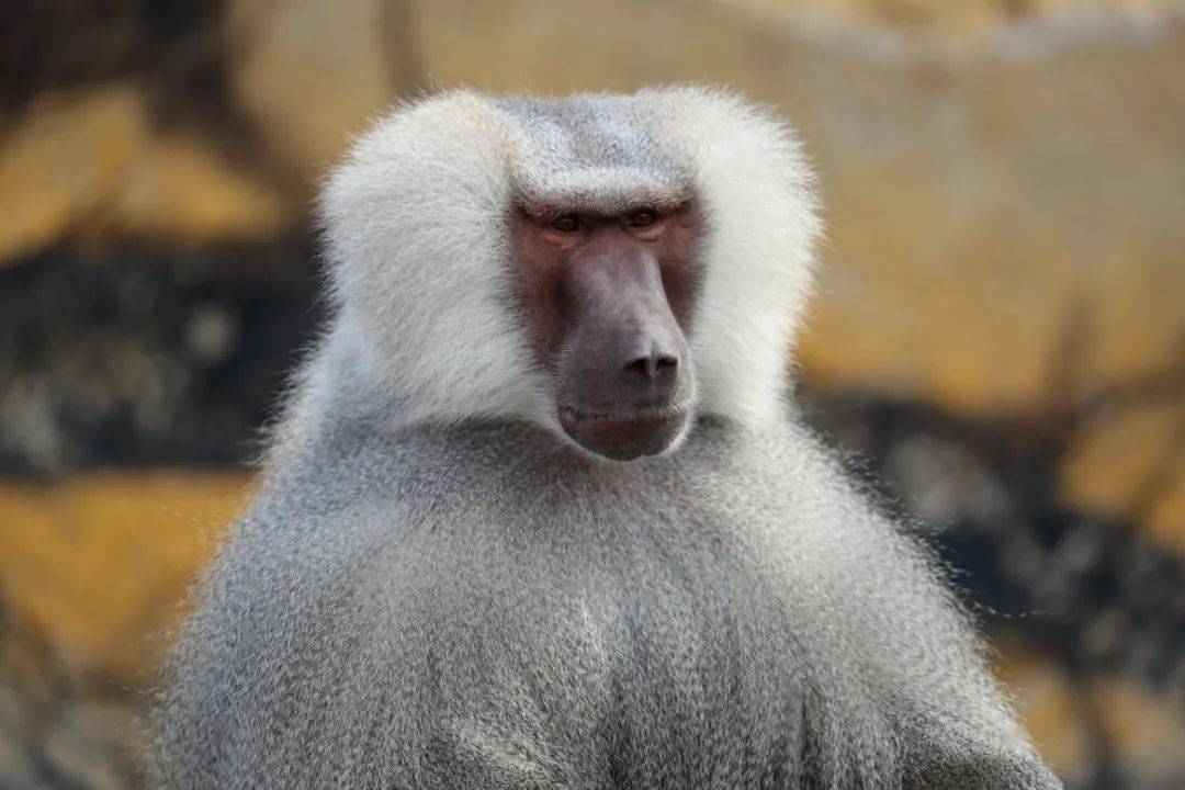 狒狒 a216de10ce6f43d6ba8cac7dc64584e1.jpeg