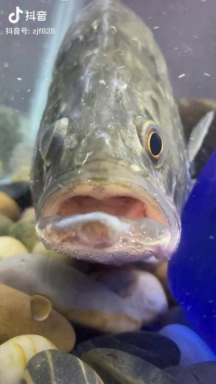 近距离看鳜鱼今天才发现鳜鱼嘴的上下唇边上还有一道