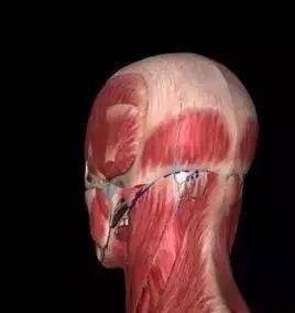 頭痛眩暈目赤腫痛找後腦勺的機關頭痛頭暈治療點