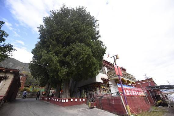 图为10月24日在巴塘县党巴村拍摄的"长征纪念树".