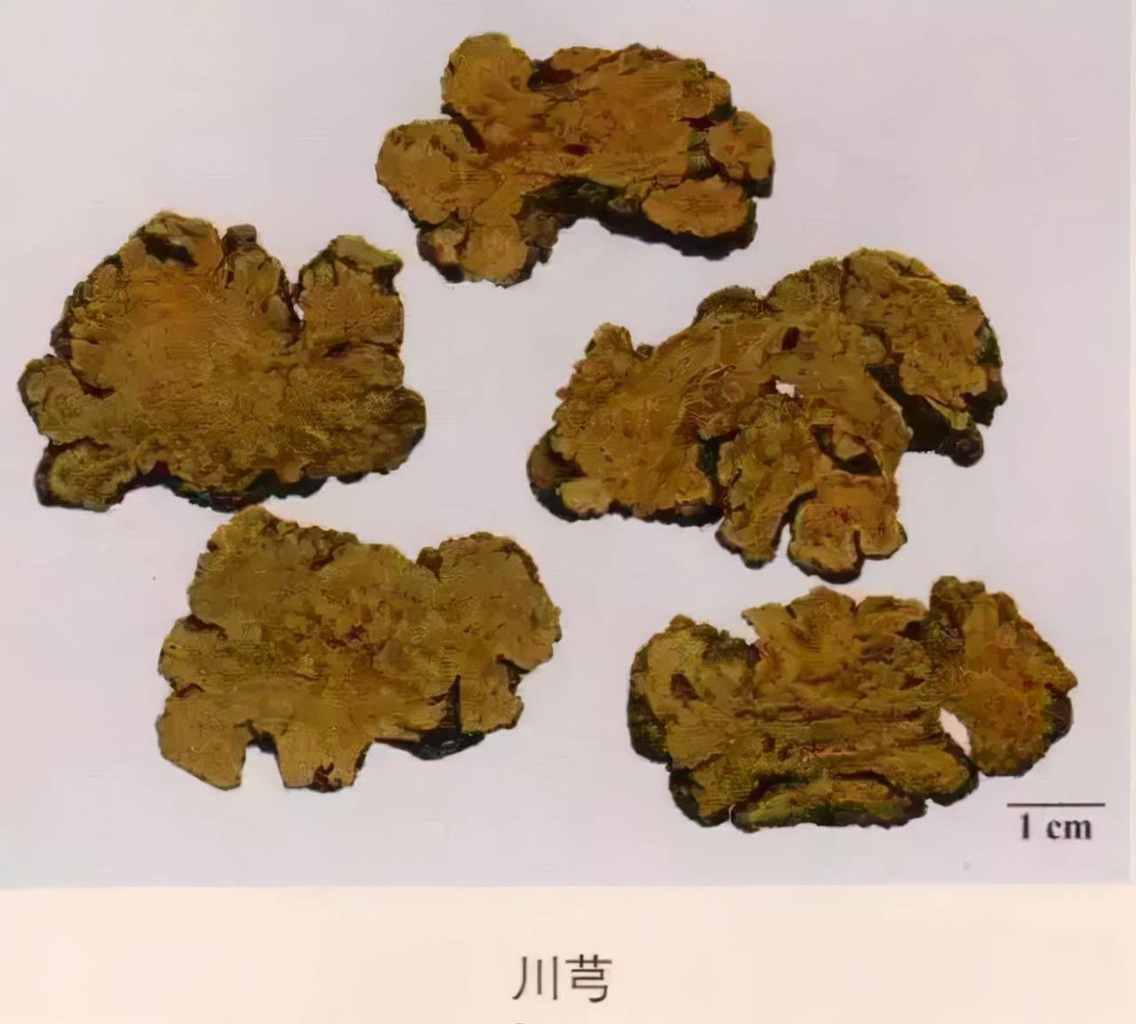 每天学习一味中药川芎