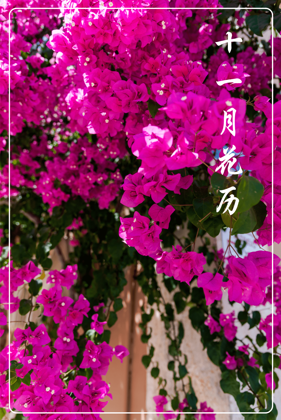 十一月花历含蕊红三叶临风艳一城