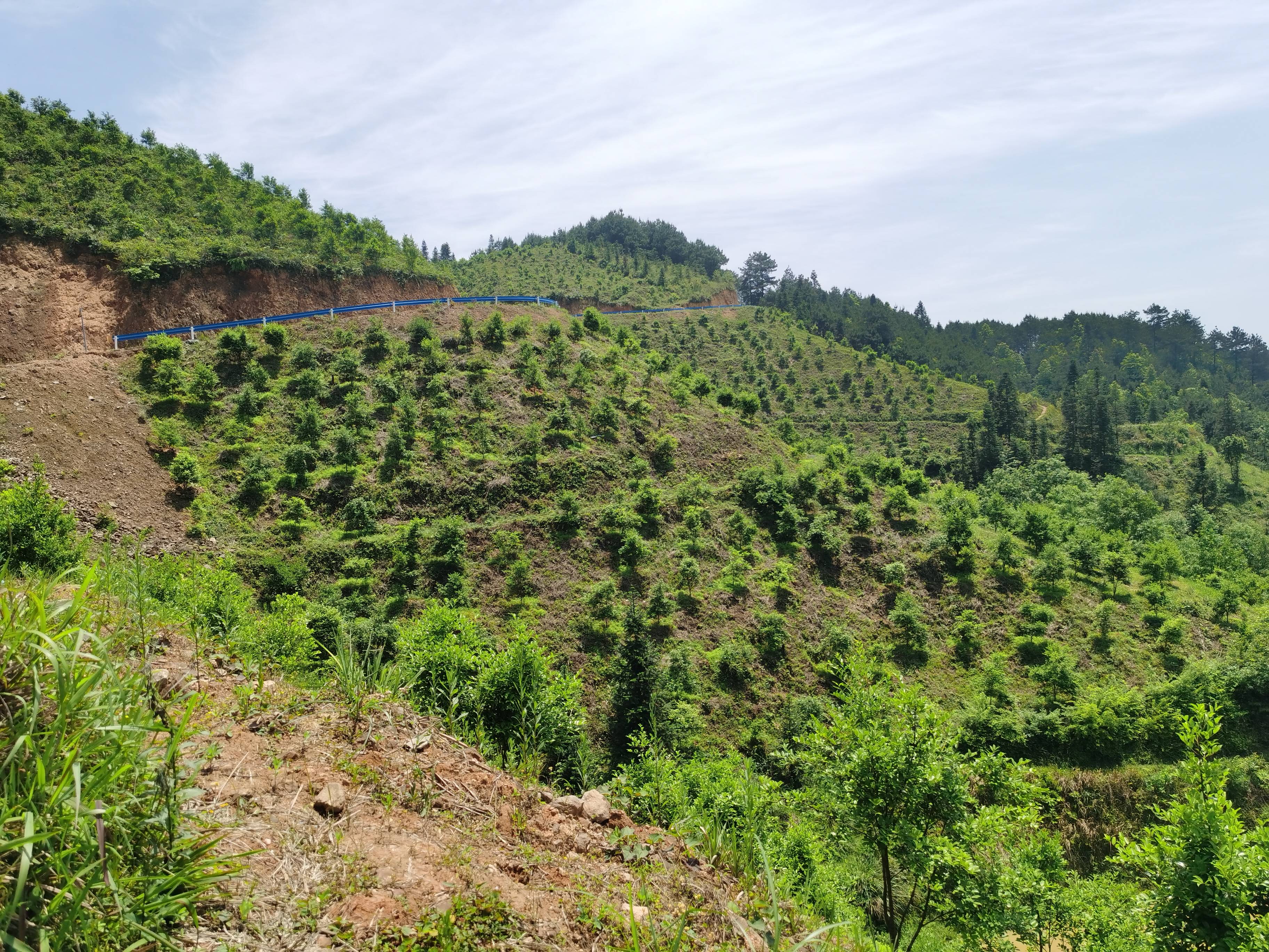 中国油茶基地图片