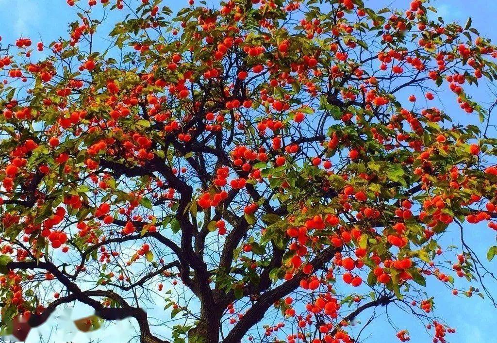 这的柿子红了我在树下等你