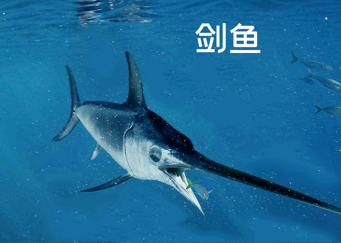 6-14岁必读的海洋知识|"海洋三剑客":剑鱼,旗鱼,枪鱼_背鳍