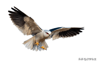 鸢飞戾天 从汉字思维角度，才能理解初中课文《与朱元思书》中“鸢飞戾天”_搜狐网