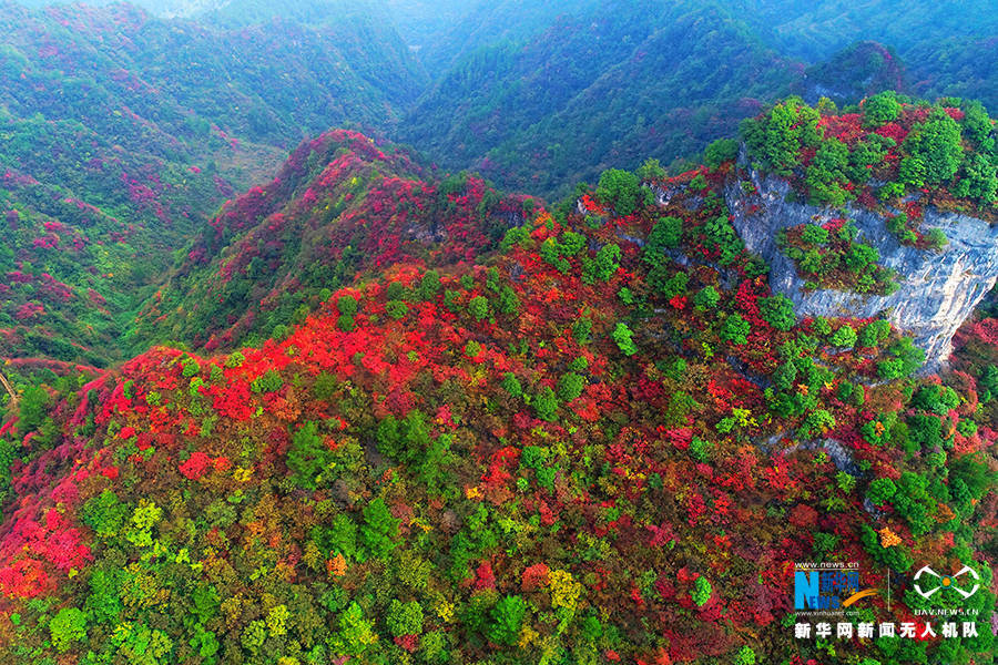 陈碧生|重庆：秋雨过后红叶美 绚丽秋景惹人醉