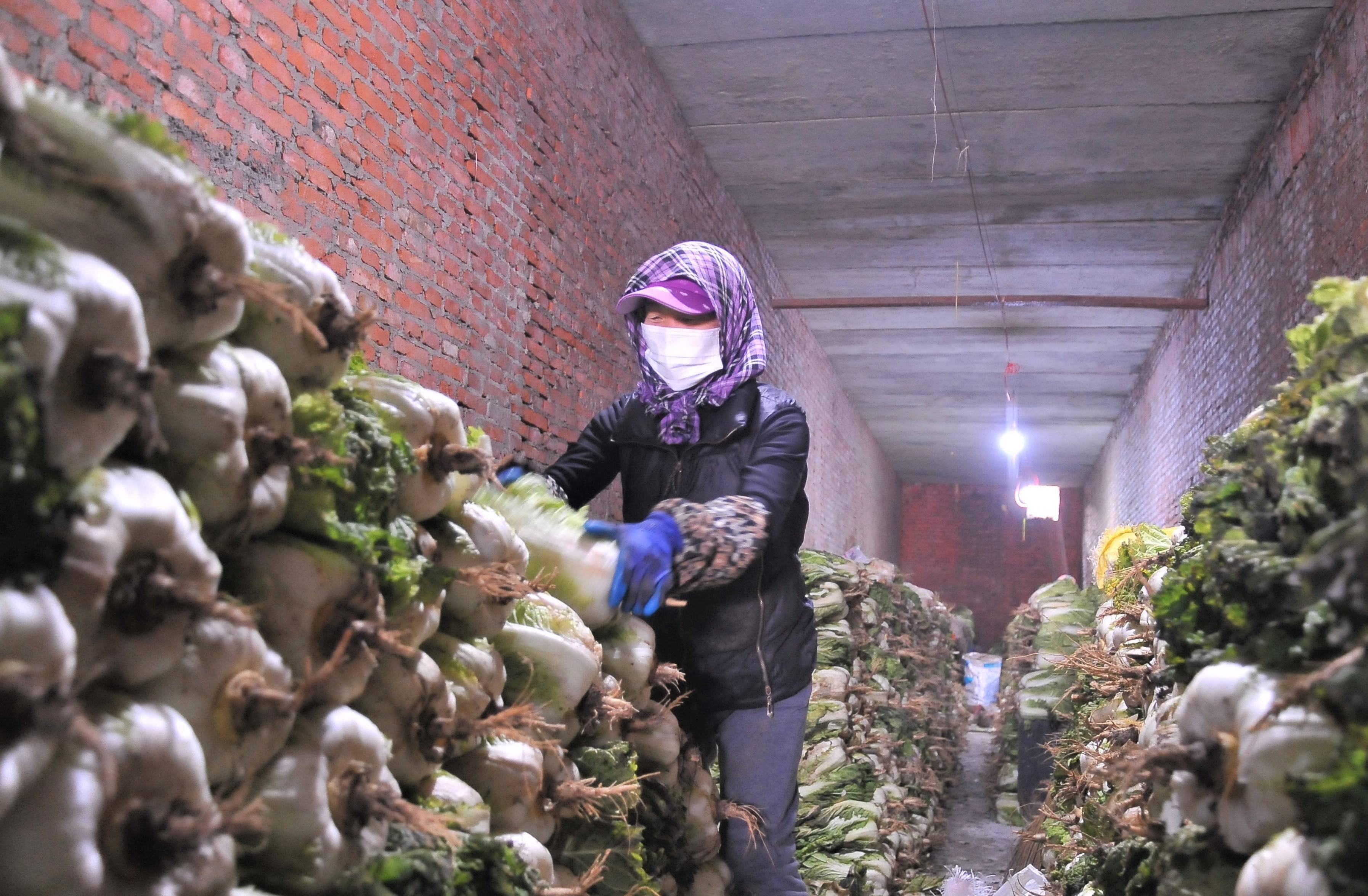 窖储大白菜等到冬天卖