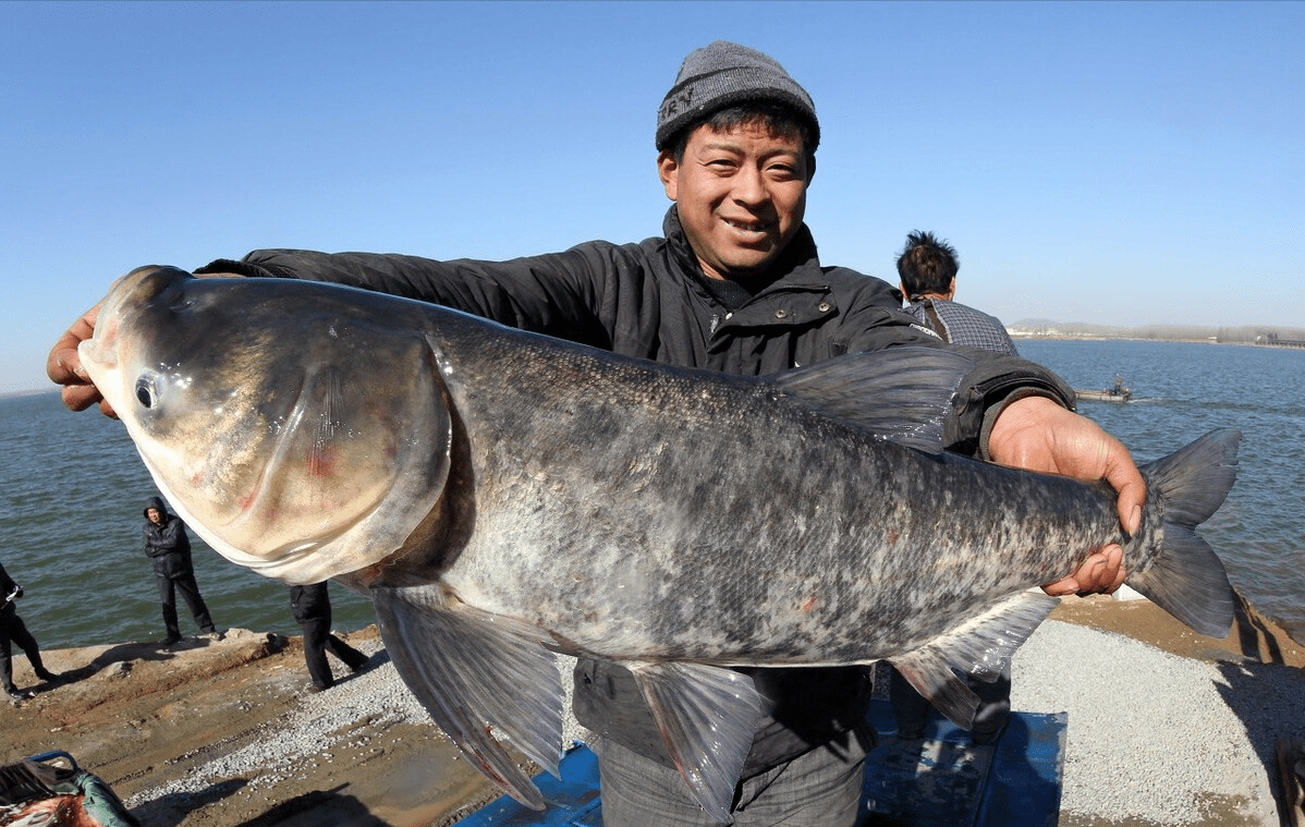 峡山湖的困局:放鱼护水60年,鲢鳙为何保不了"天然鱼库"?_水库