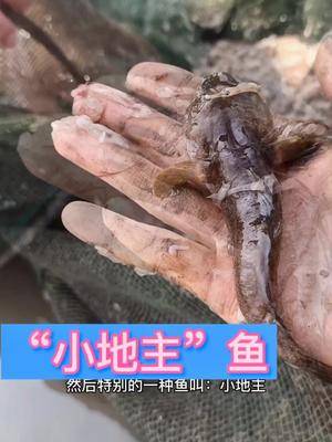 赶海青岛美玲赶海遇到晒太阳的寄居蟹绿油油海菜整点霸气的地主鱼dou