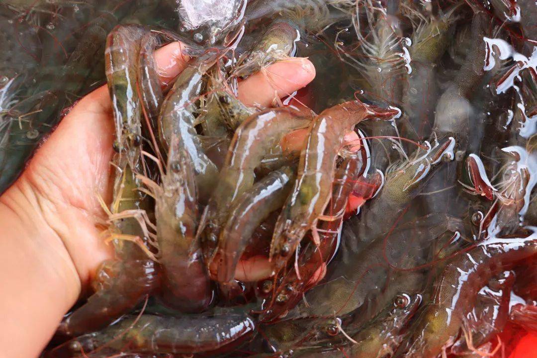 淡水养虾不只是用盐养殖户做了百次试验成活率达到95以上