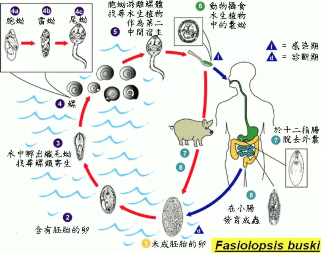 荸薺藕等這4種常見的蔬菜警惕寄生蟲孩子尤其要小心