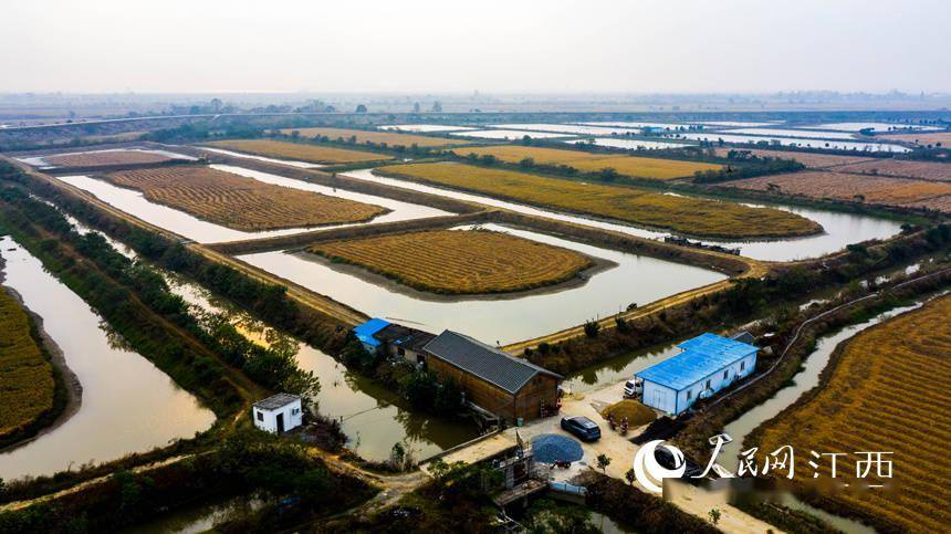 江西省共青城市江益鎮金華螃蟹養殖基地(無人機照片).