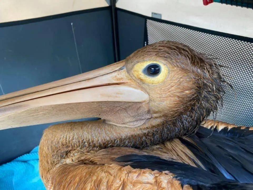 水鳥變油鳥有人往珀斯著名湖裡倒油西澳海鳥救援組織呼籲保護這些可憐