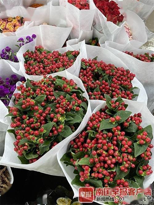 小心中毒 果实类花材虽好看 孩子宠物误食有风险 火龙珠