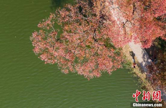 色彩交织|航拍南京紫金山秋日“诗意”