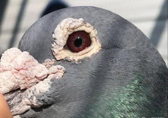 图集千公里超远程赛鸽鸽眼欣赏哪一羽是你最喜欢的