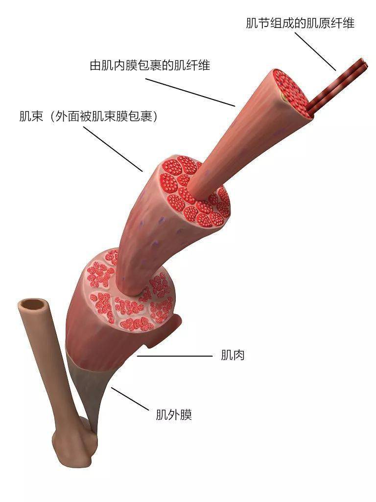 肌内膜肌外膜肌束膜图片