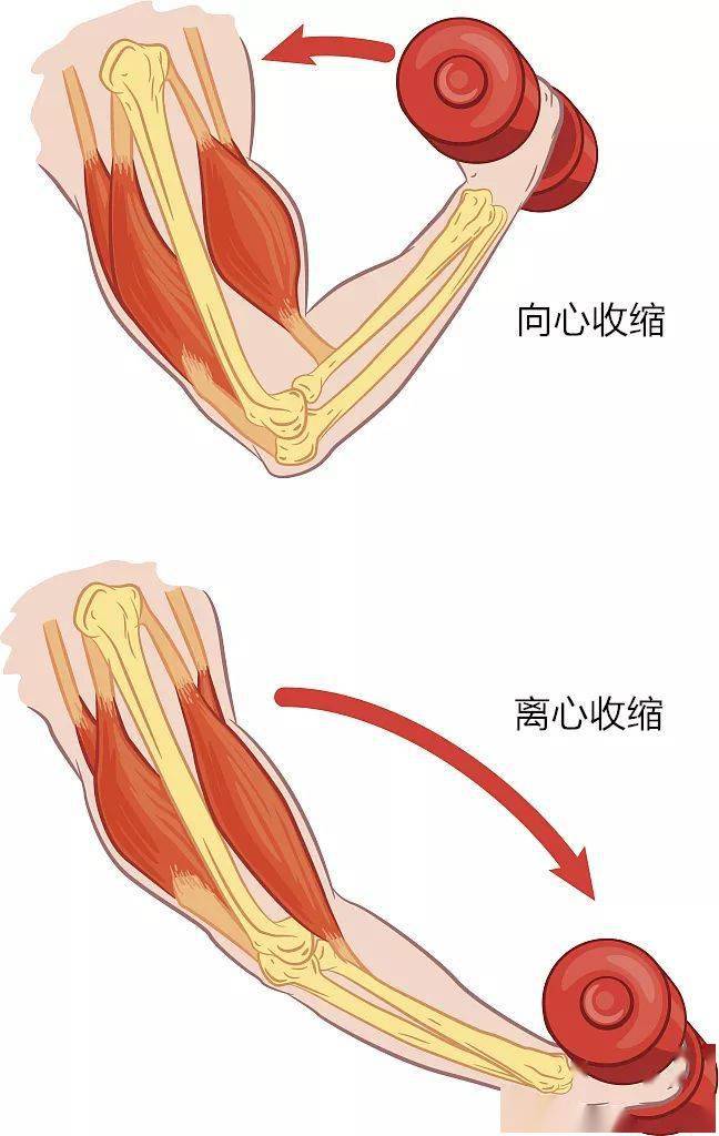 肌肉收缩示意图图片