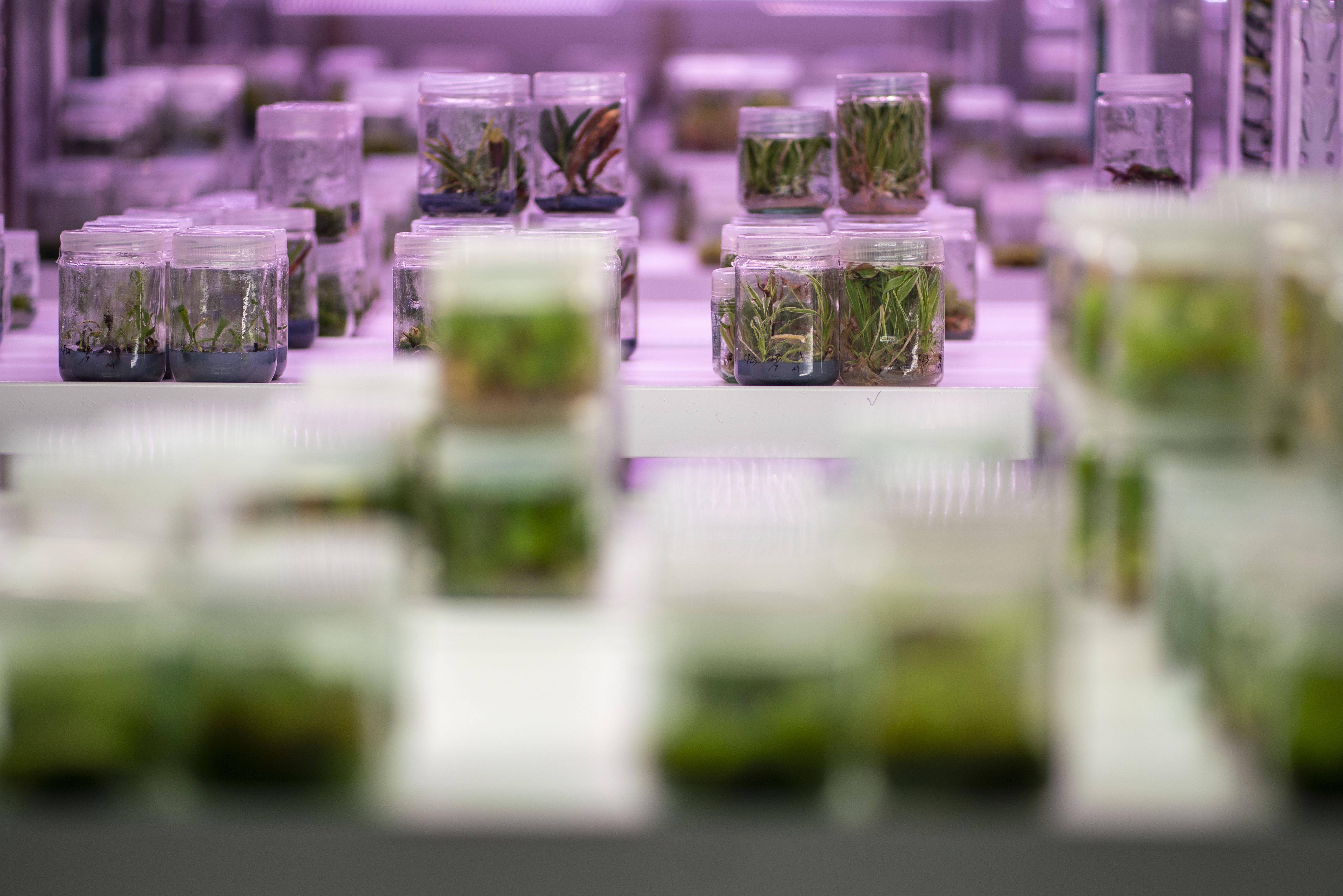 探访中国西南野生生物种质资源库_种子