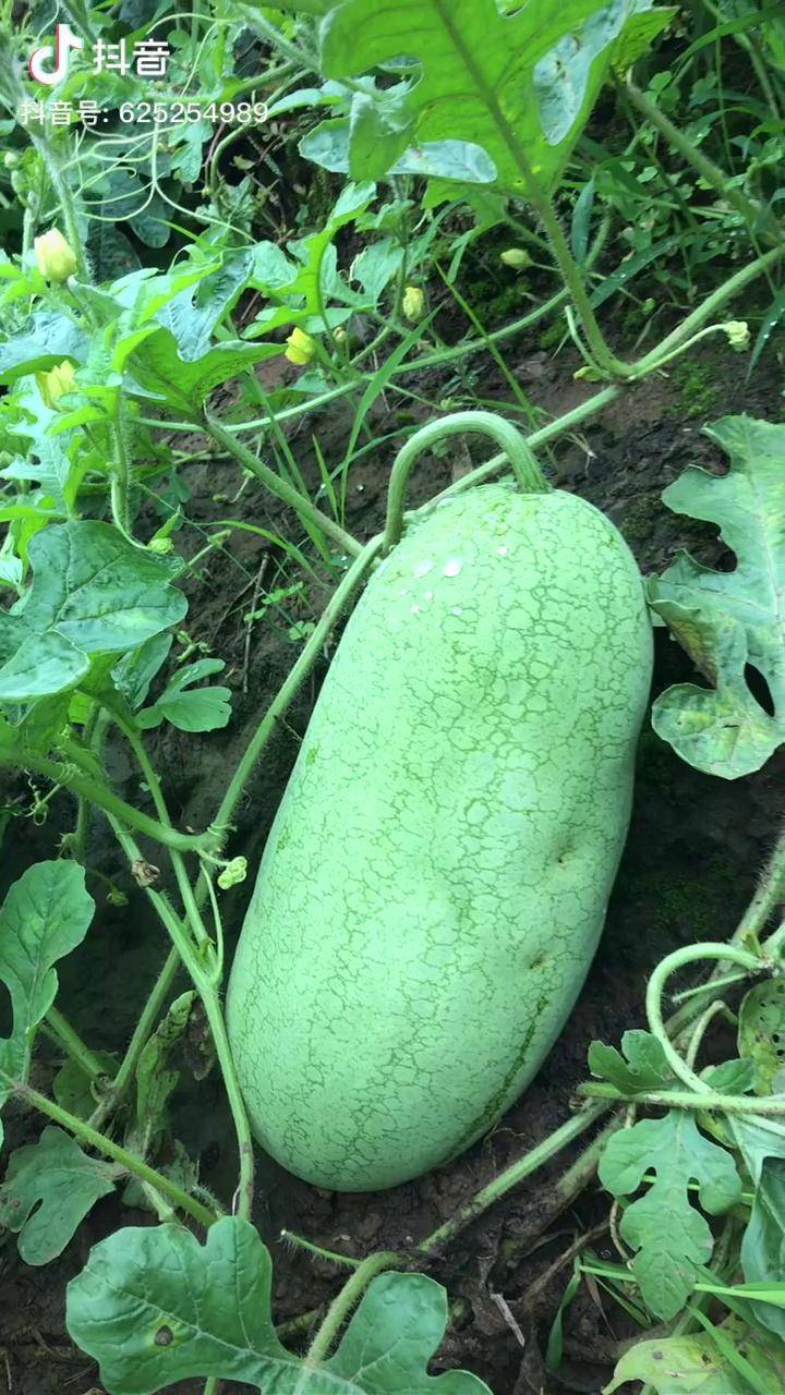 这是冬瓜还是西瓜是冬瓜出了轨还是西瓜变了心