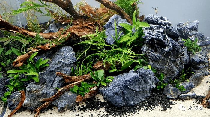 一个简单清爽的青龙石杜鹃根草缸