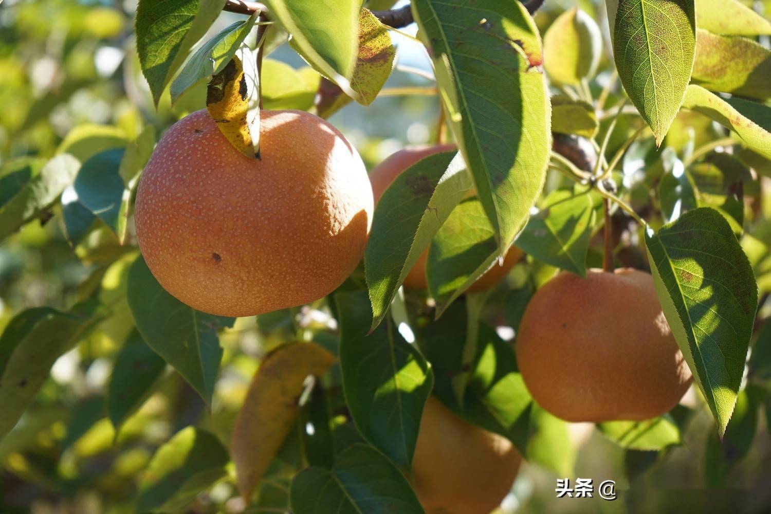 云南云龙:麦地湾梨熟了_云龙县